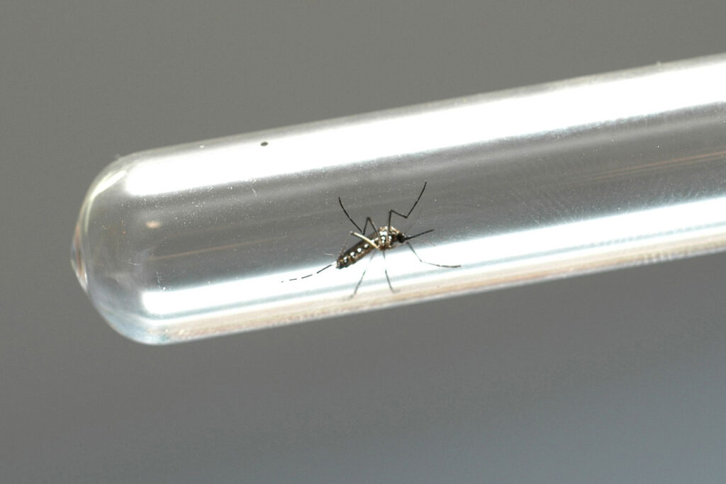 mosquito da dengue
