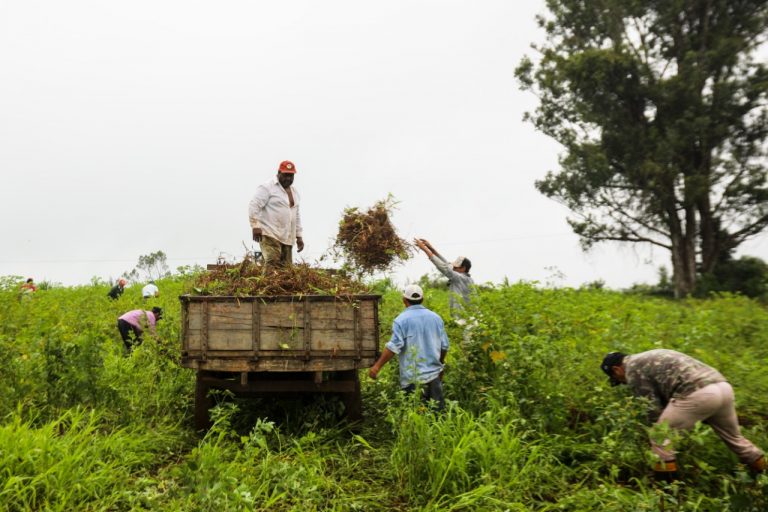 agricultores