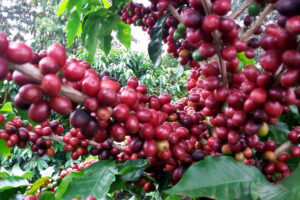 cafeeiro com grãos vermelhos